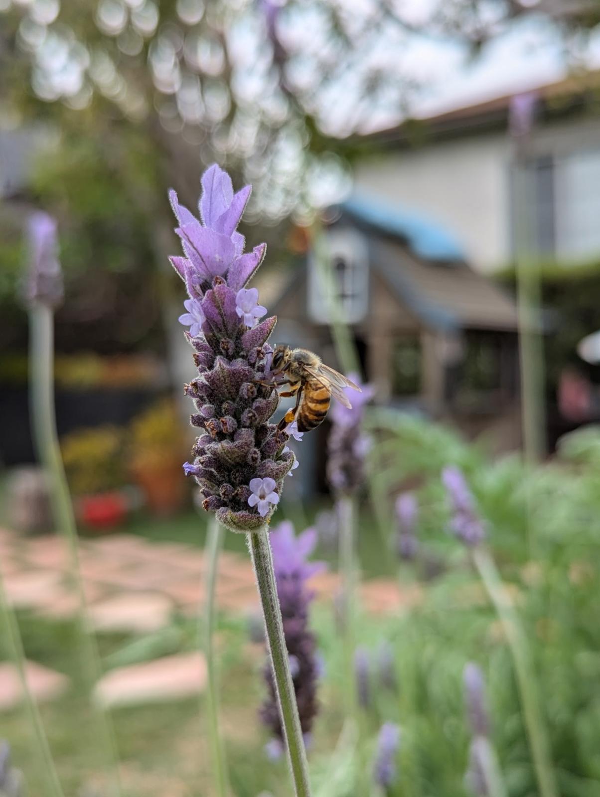 Fleur de Vie at École Fleur de Vie